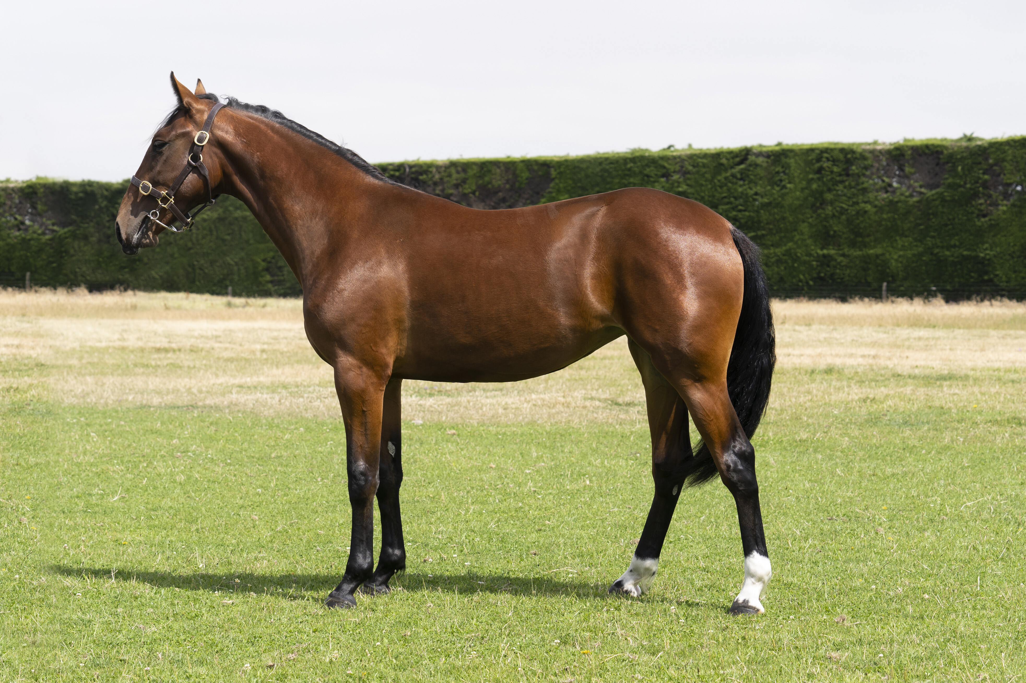 Dance till Dawn yearling